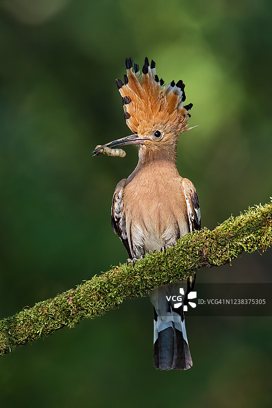 戴胜鸟栖息在覆盖苔藓的树枝上图片素材
