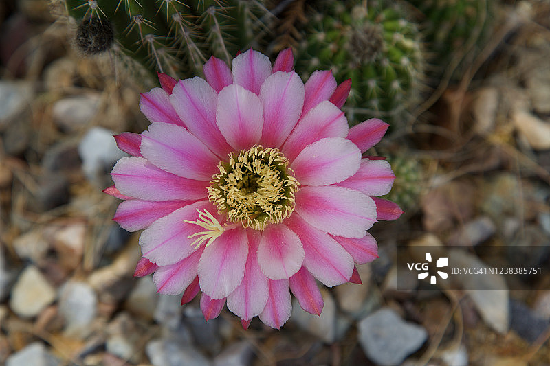 红色火炬仙人掌：粉白条纹花仙人掌图片素材