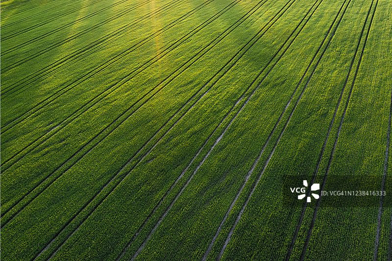 带有拖拉机痕迹的绿色肥沃农田图片素材