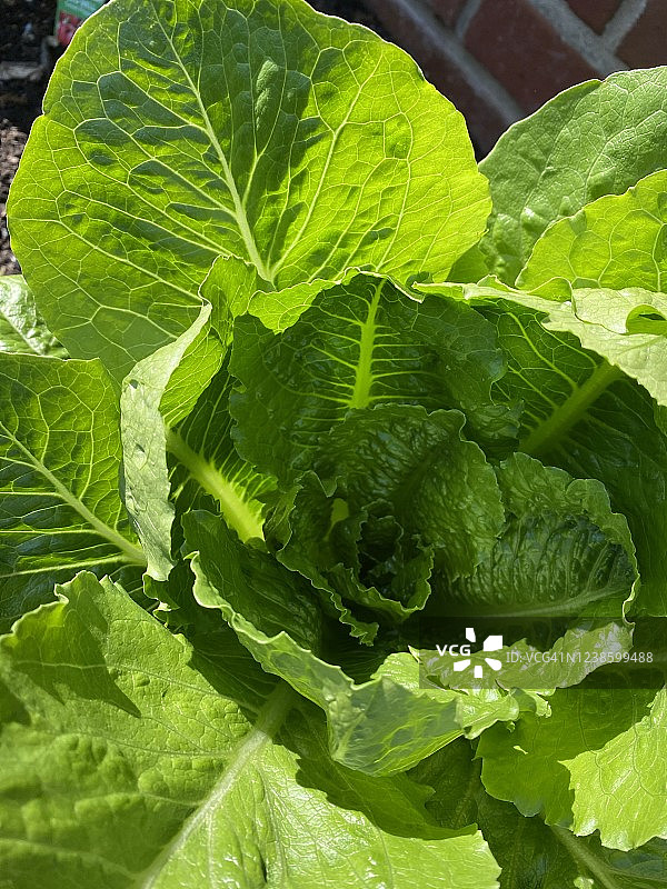 花园里的生菜图片素材