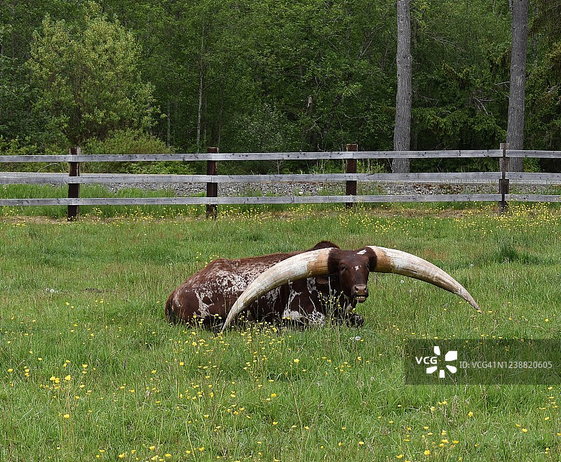 拥有7英尺角跨度的瓦图西牛图片素材