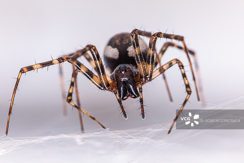 网上的家蜘蛛（Tegenaria domestica）图片素材