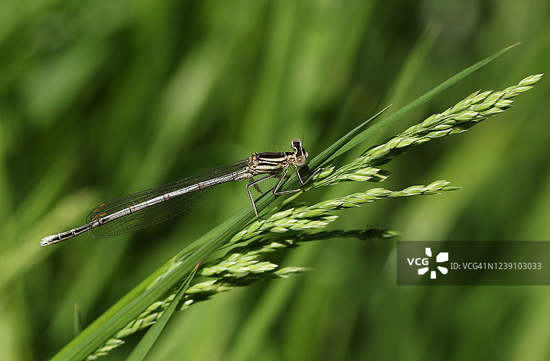 罕见的刚出现的白腿豆娘在春天栖息在草地上图片素材