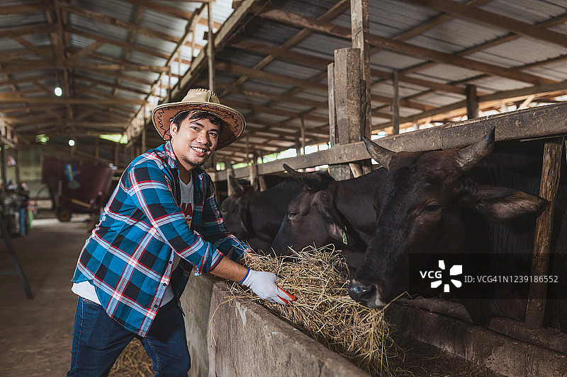 亚洲农民与和牛日本短角牛合影，在泰国农场喂养的日本和牛肖像图片素材