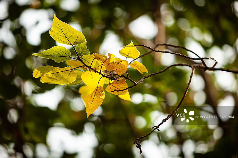 阳光下的树叶图片素材