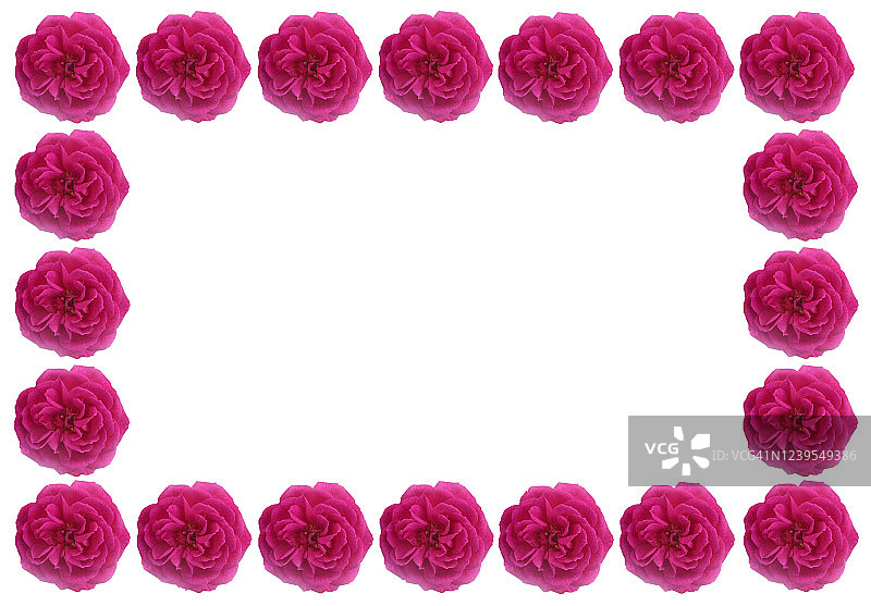 白色背景上带有复制空间的芬芳粉红玫瑰相框图片素材