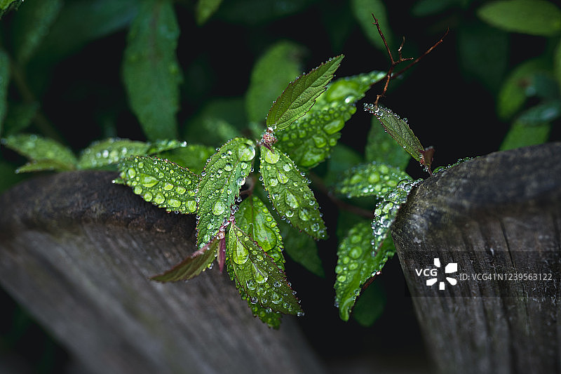 叶子上的水滴图片素材