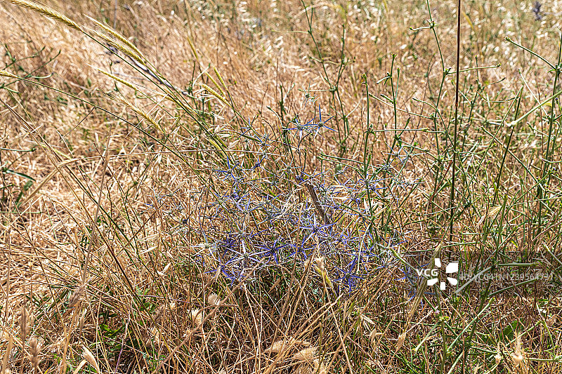 以色列戈兰高地青铜时代遗址附近的草原和带刺灌木图片素材