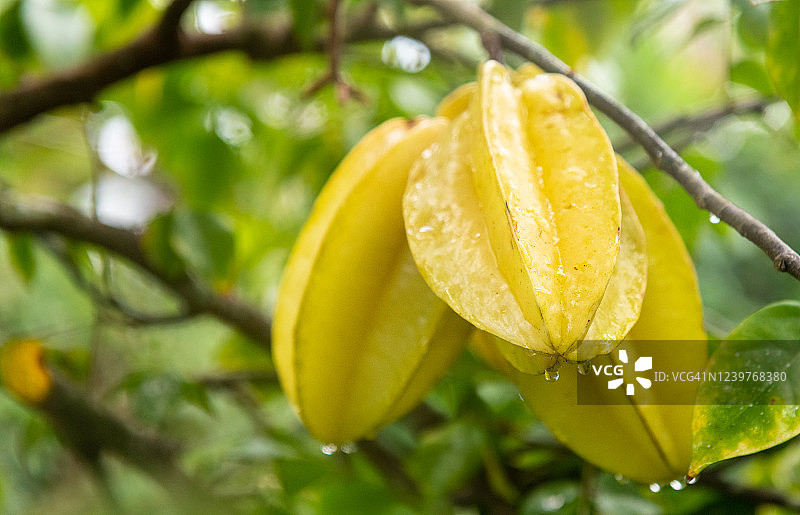 树上悬挂的杨桃图片素材
