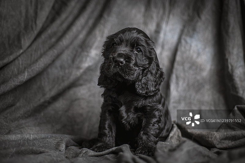 可卡犬图片素材