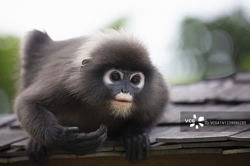 兰卡威屋顶上的暗色叶猴图片素材
