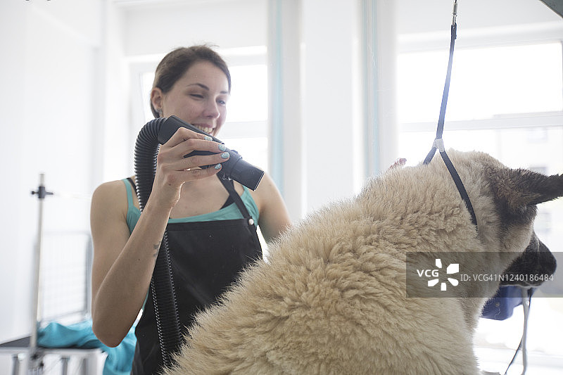 宠物美容沙龙里用吹风机给狗吹毛的微笑宠物美容师图片素材