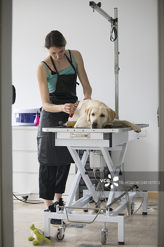 宠物美容师在宠物美容沙龙的电动升降台上刷狗图片素材