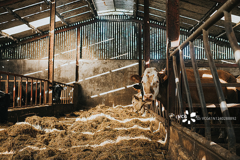 大型牛棚里的奶牛图片素材