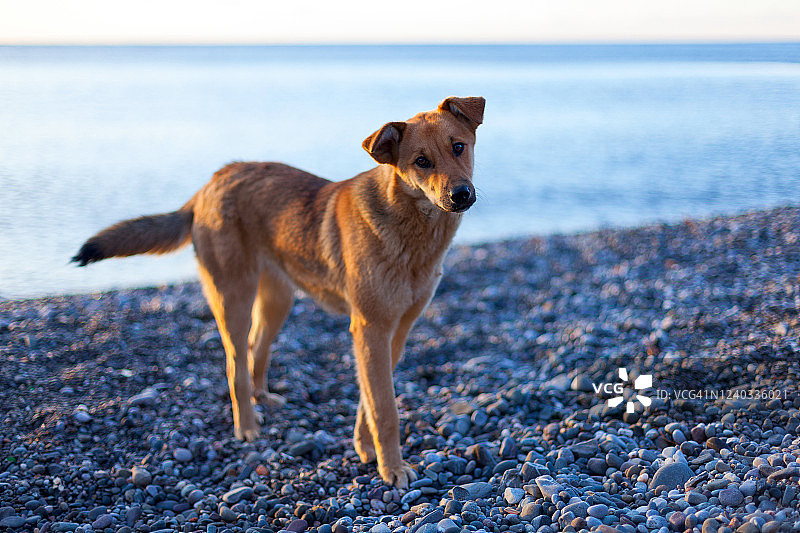 海滩上，眼神忧伤的流浪狗图片素材