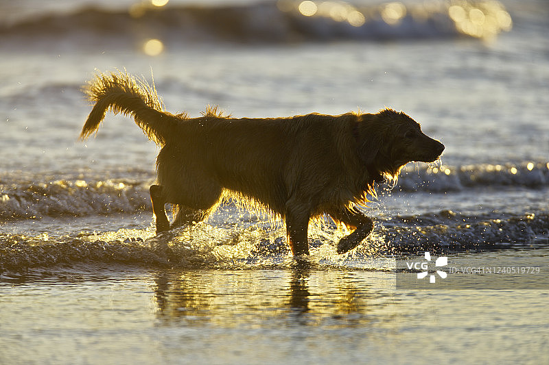 不列颠哥伦比亚省温哥华岛图片素材