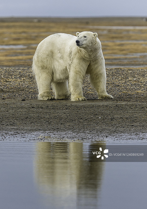 北极熊在海滩等待捕食图片素材