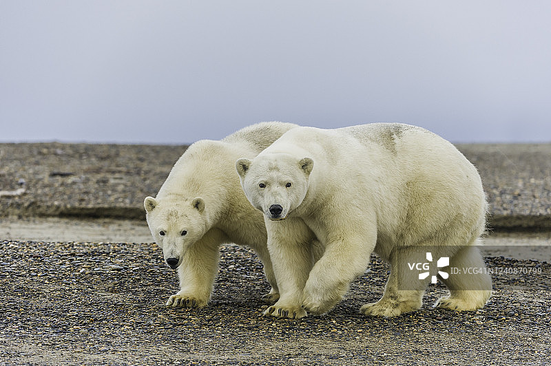 北极熊在海滩等待捕食图片素材