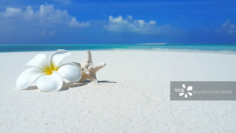 沙滩上的美丽热带白色花朵，浅海和蓝天背景图片素材