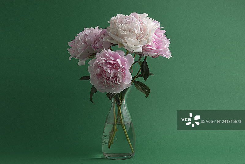 粉色-白色牡丹图片素材