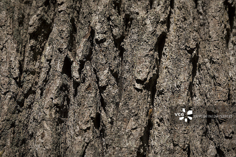 法国蒙塔基斯橡树树皮特写图片素材