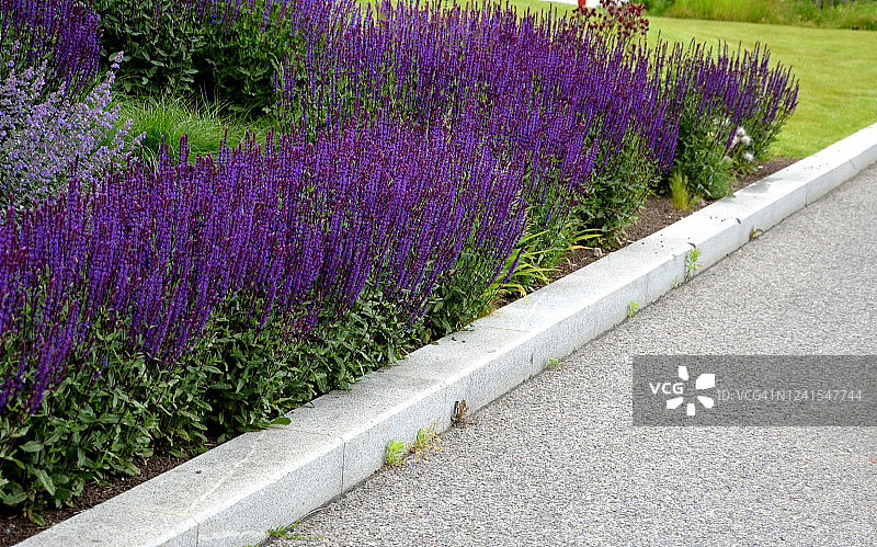 nemorosa鼠尾草花坛图片素材