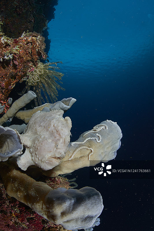 管状海绵上的巨型青蛙鱼图片素材