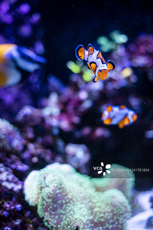鱼缸里的小丑鱼图片素材