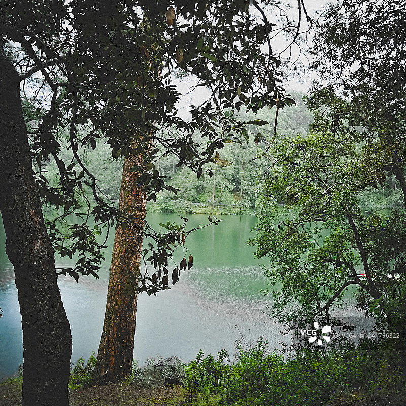 喜马拉雅山亚热带松树和橡树林环绕的淡水湖图片素材