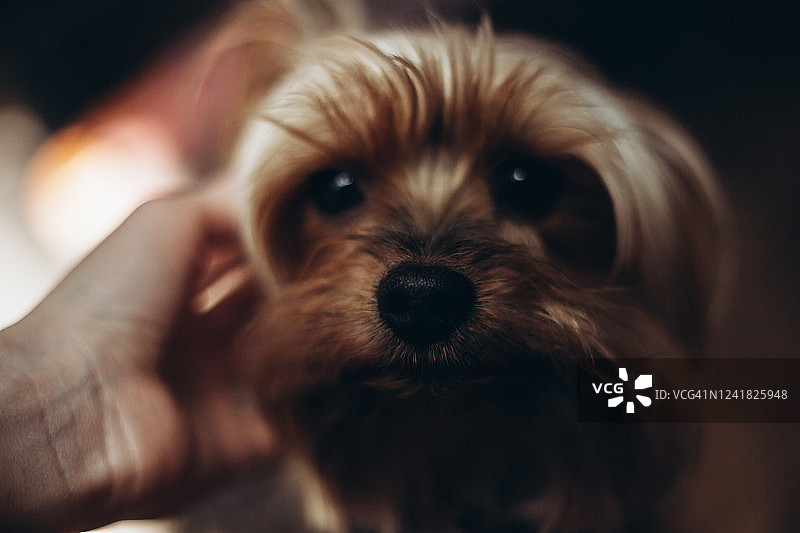 优雅的手挠着小狗的耳朵图片素材