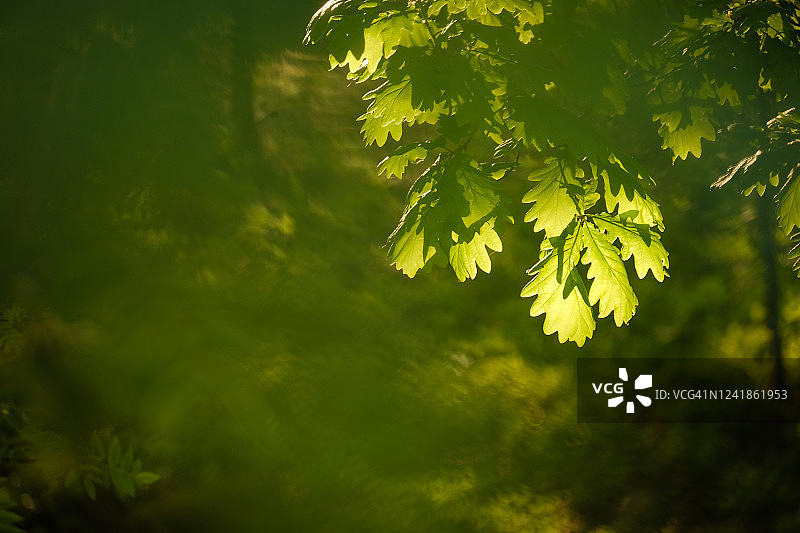 夏日傍晚，阳光照耀下的橡树叶图片素材