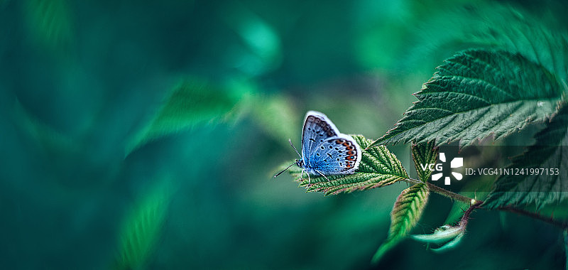绿叶背景上的普通蓝蝴蝶图片素材