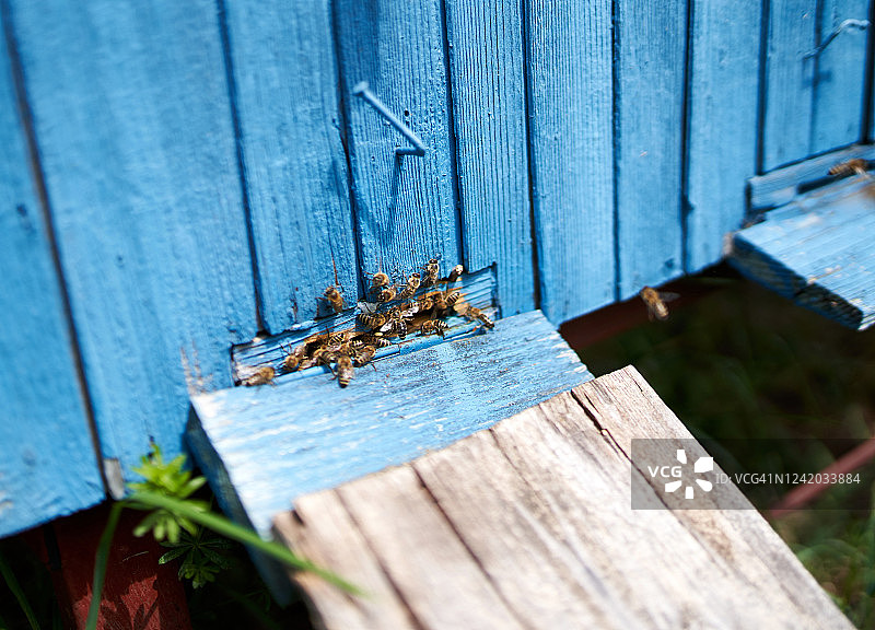 蜜蜂蜂巢抽象绘画图片素材