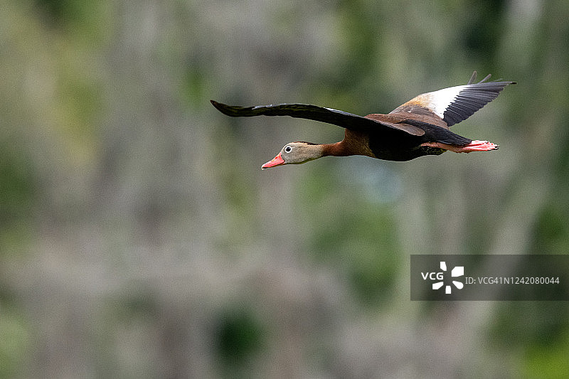黑腹树鸭图片素材