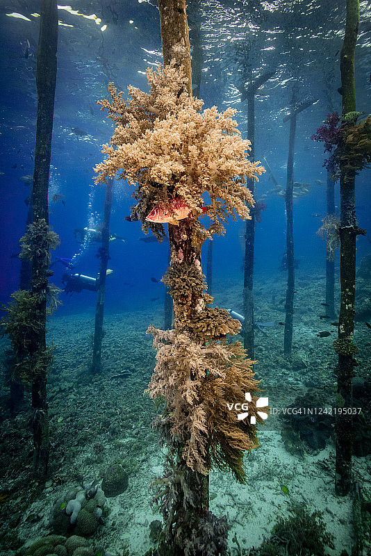 木制码头下的海扇和珊瑚图片素材