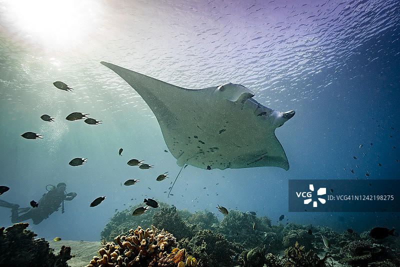 海洋中的蝠鲼图片素材