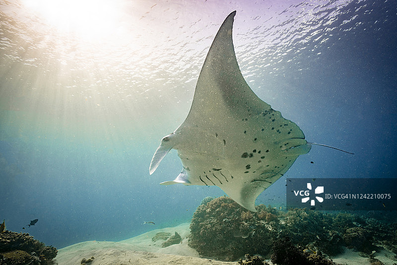 海洋中的蝠鲼图片素材