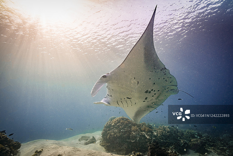 海洋中的蝠鲼图片素材