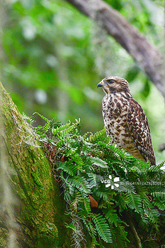 在栎树上的红肩鹰图片素材