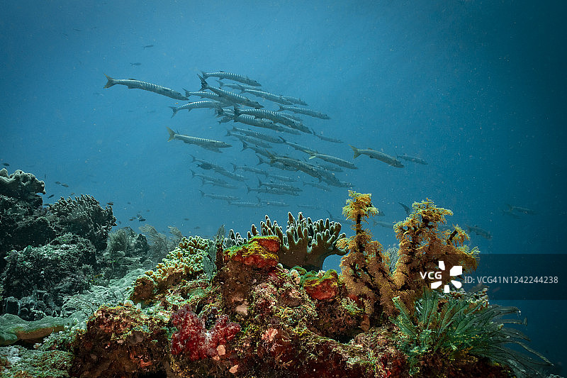水下鱼群图片素材