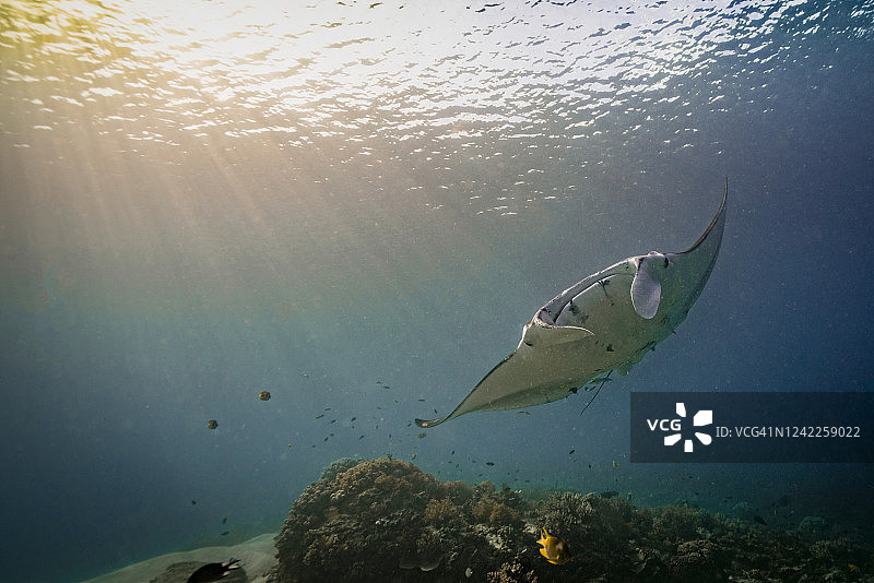 海洋中的蝠鲼图片素材