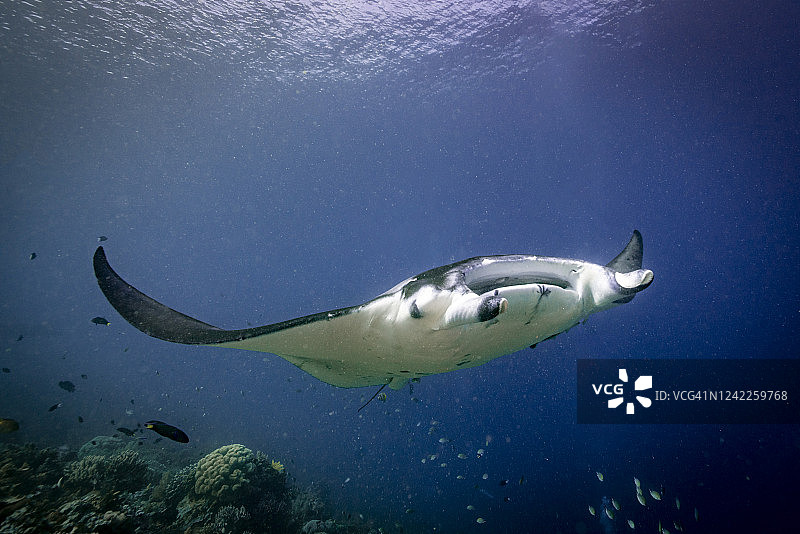 海洋中的蝠鲼图片素材