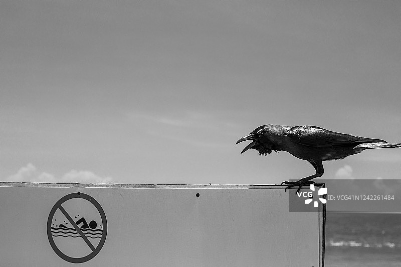 黑白禁止游泳标志图片素材