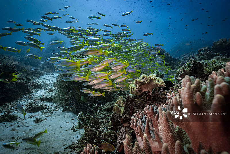 水下鱼群图片素材