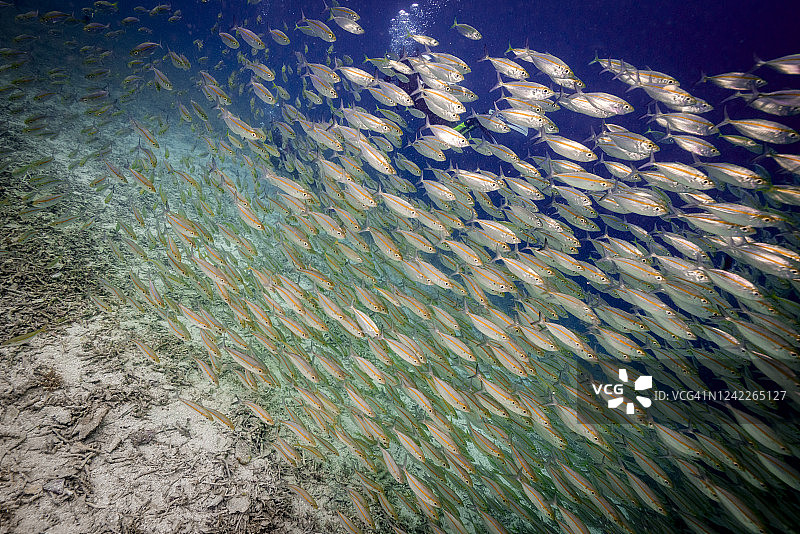 水下鱼群图片素材
