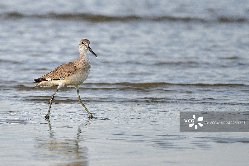 海滩上的滨鹬图片素材