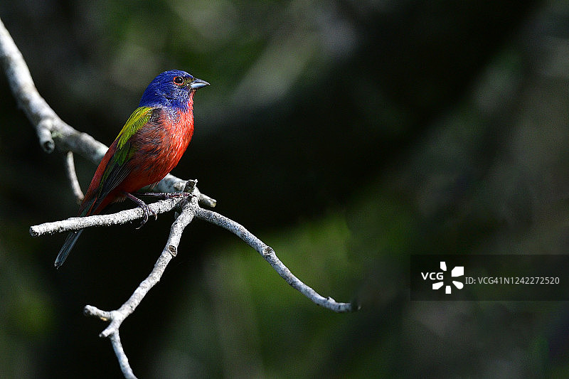 彩绘鹀栖息在树上图片素材
