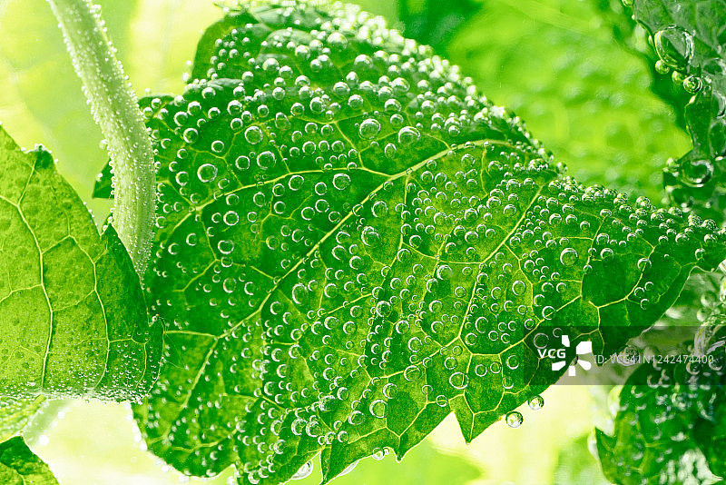 气泡水中的薄荷叶图片素材