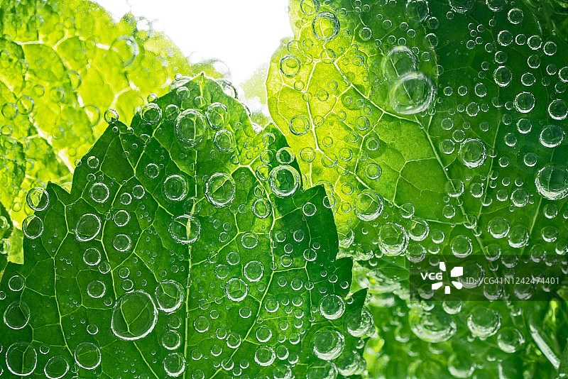 气泡水中的薄荷叶图片素材