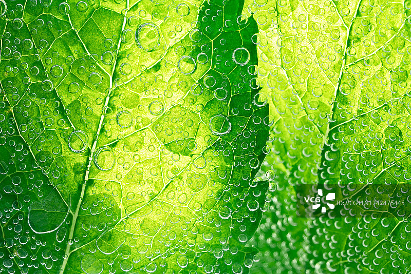 气泡水中的薄荷叶图片素材